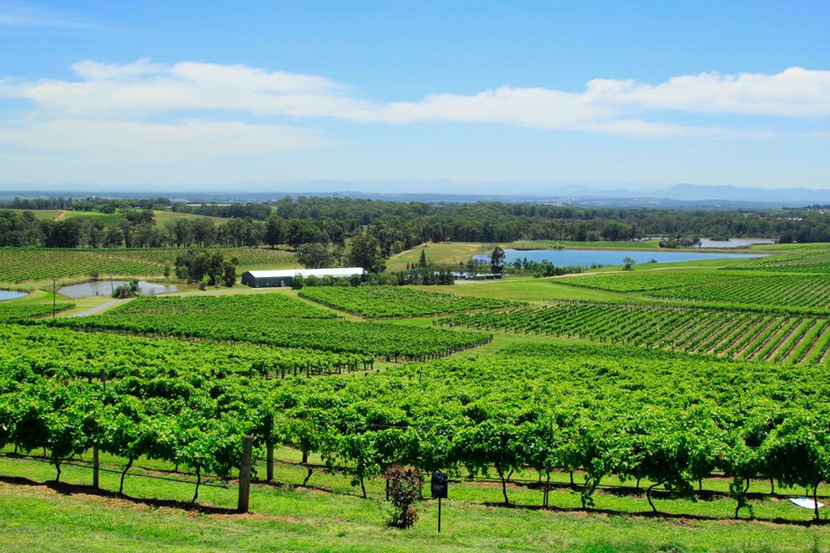 Vineyard rows in the Hunter Valley, New South Wales, Australia, with hills in the distance