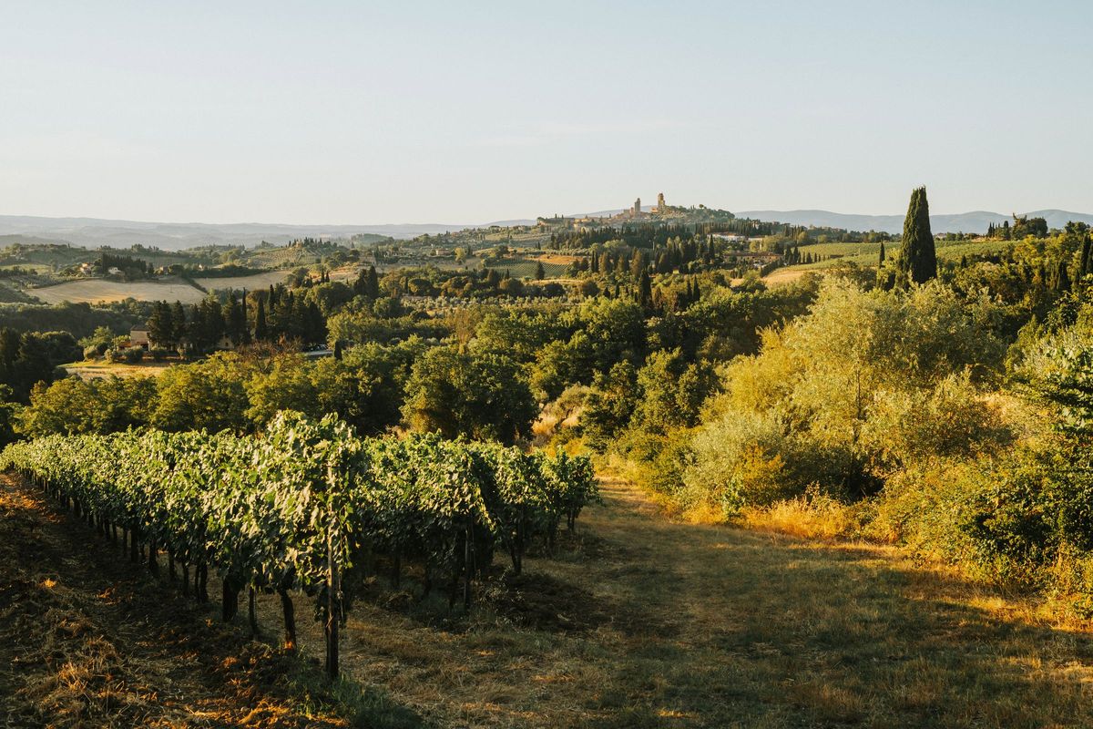 Vine rows in evening light in the Tuscan hills, with the towers of San Gimignano on the horizon